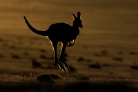 Klokan obrovsky - Macropus giganteus - Eastern Grey Kangaroo o8425